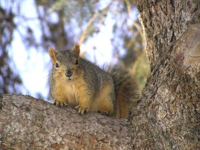 Fox Squirrel near Engineering Building, Idaho State University