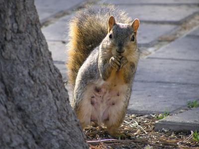 Pregnant College of Engineering Squirrel PA110021.jpg