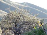 Typical Spring Scene, Pocatello, Idaho
