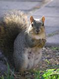 Pregnant College of Engineering Squirrel PA110035.jpg