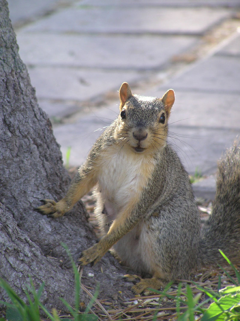 Pregnant College of Engineering Squirrel PA110038.jpg