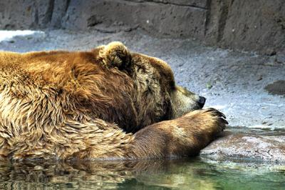 Zoo-Bear-Water s.jpg
