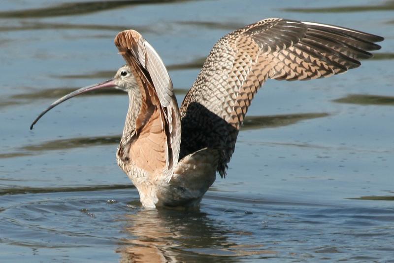 Long-Billed Curlew, wings unfurled