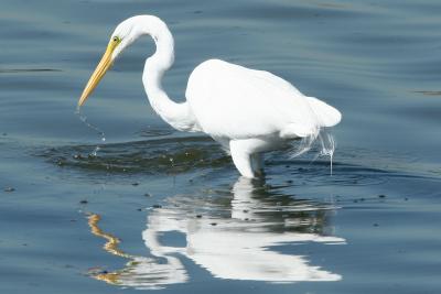 Great Egret hunting
