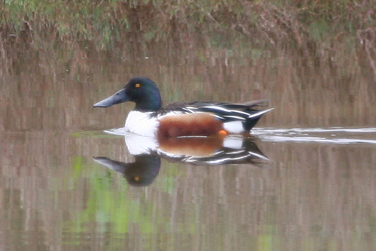 Northern Shoveler