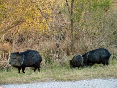 peccary