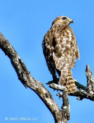 red shouldered juvenile