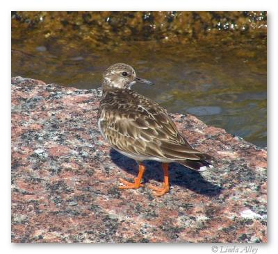 ruddy turnstone