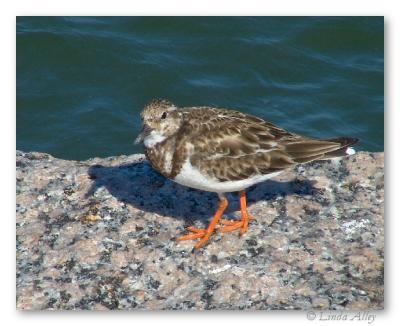 ruddy turnstone