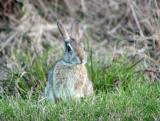 cottontail