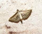 Marasmia Moth