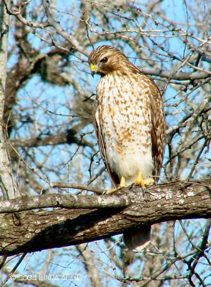 red shouldered