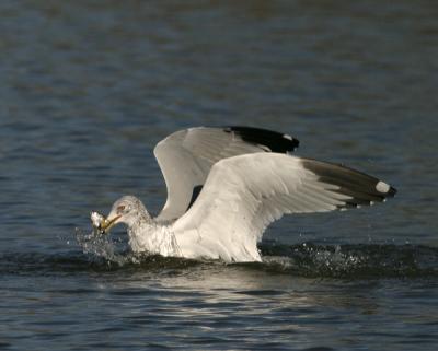 Ring-billed Gulls Feeding