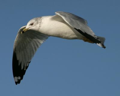 Ring-billed Gulls Feeding