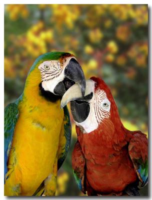 2 Macaws