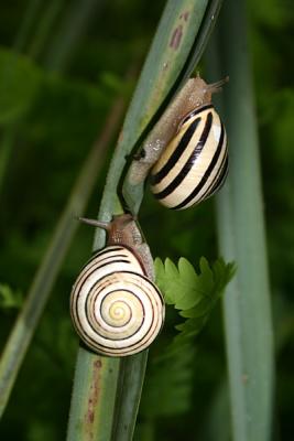 Croatian Snails