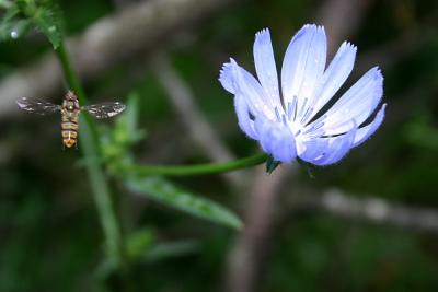 A Croatian Bee