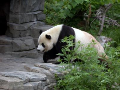 Panda Bear at the National Zoo.