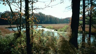 Peaceful autumn river view of Williamsburg.