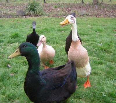  Rebeccas  ducks -Or.