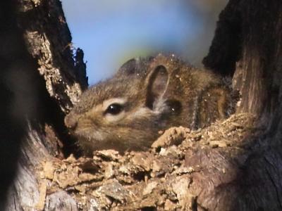 chipmunk