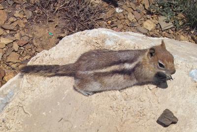 chipmunk