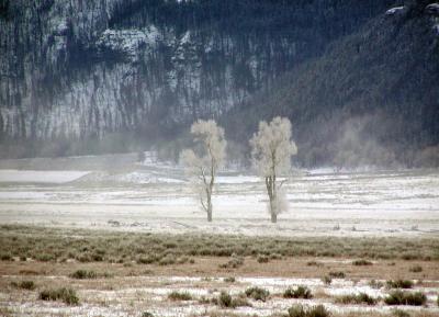 Two Frosted Cottonwood Trees - Lamar Valley
