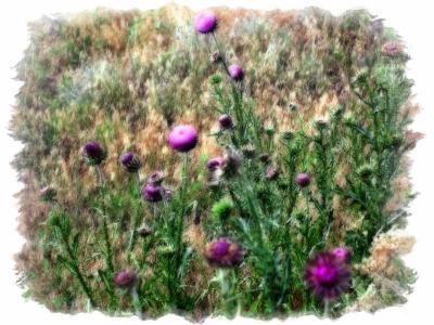 Thistles