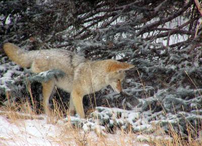 huntinginsnow2-04.jpg