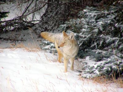 huntinginsnowII2-04.jpg