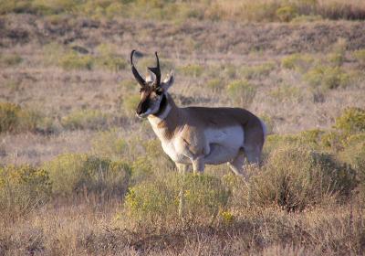 pronghornbuck10-03.jpg