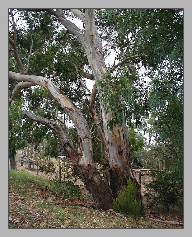 Koalas favourite tree