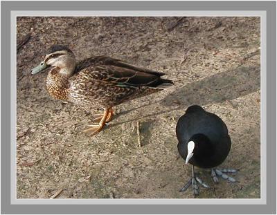Water birds