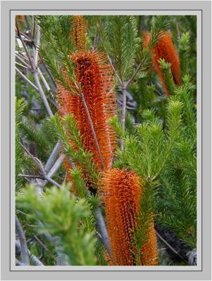 Banksia ericafolia