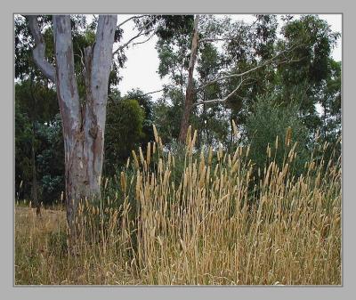 Trees & plantlife on our Road Verge.