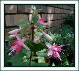 Single upright in a pot