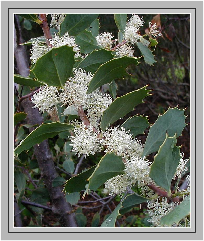 Hakea