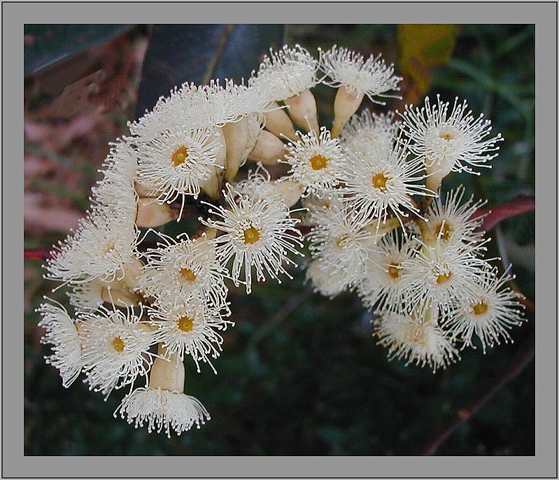 white gum blossom