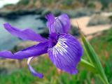 20050205 / In Bloom
