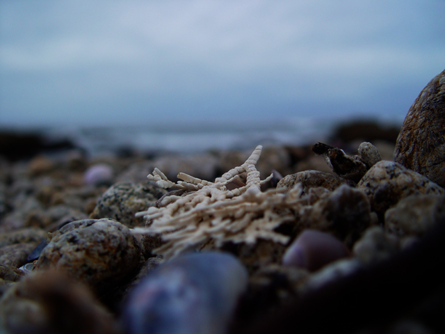 Crabs Eye View of Asilomar