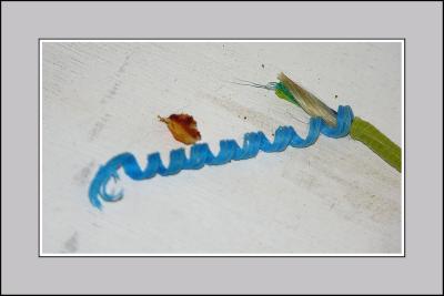 wrap2.jpg