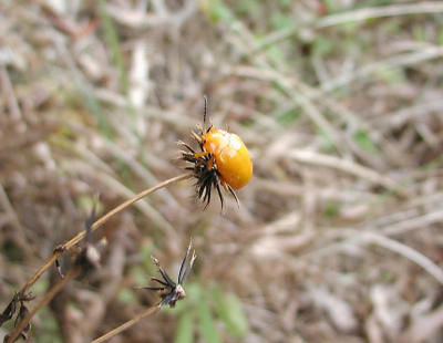 Yellow bug, Hsinchu county