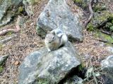 Ground Squirrel  on the Cliff Wall