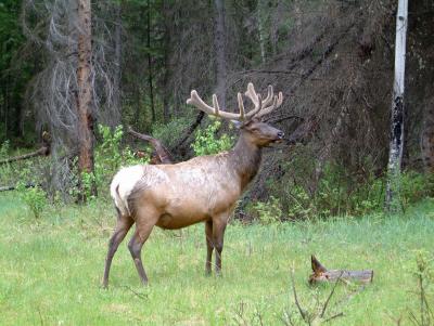 First Elk