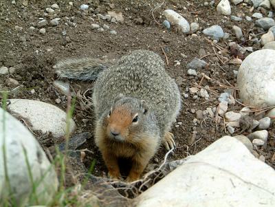 Ground Squirrel!