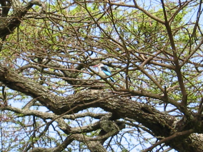 rich birdlife in Awassa