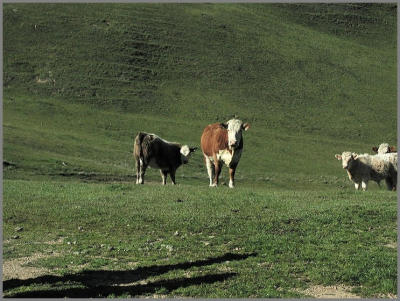 031001_SunolRP_CalfCow.jpg