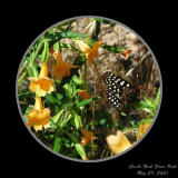 052701_CastleRockSP_Butterfly_Circle_WPB.jpg