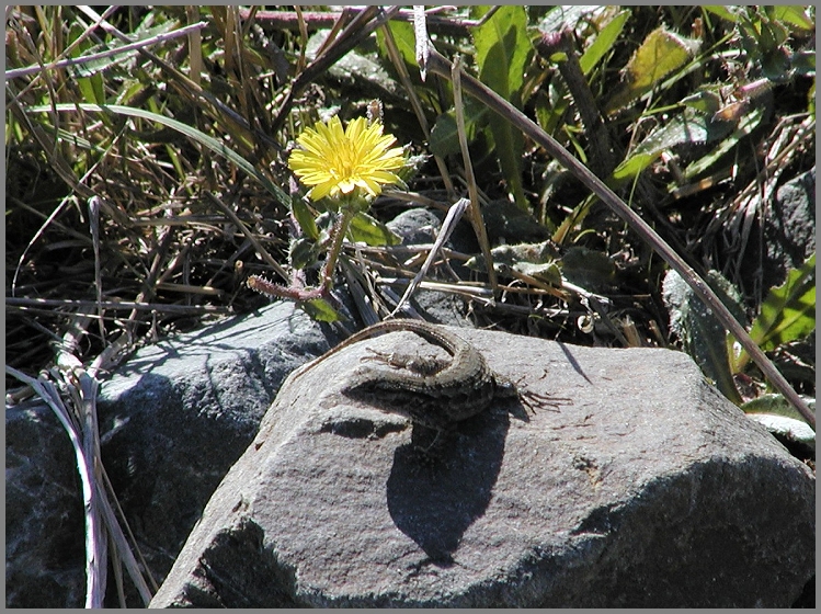 PB080020_Baylands_Lizard_Crpd.jpg