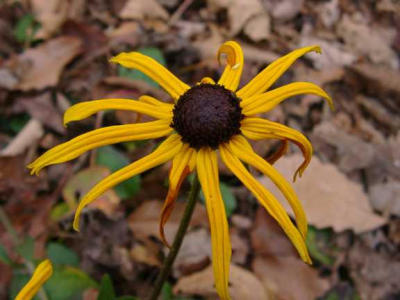 Rudbeckia 'Goldsturm' (Black Eyed Susan)